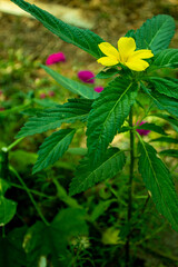 Portulaca oleracea flower bright pink flowers Blurred green leaves There is a beautiful light in the sun. 