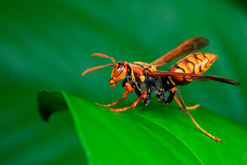 Bees live on wild plants, North China
