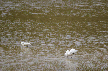 Royal spoonbills Platalea regia. Taieri River. Taieri River Scenic Reserve. Otago. South Island. New Zealand.