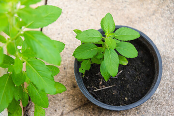 small basil on black soil in plastic pot at kitchen garden