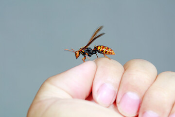 Bees stay on human fingers, North China