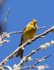 Fototapeta premium Atlantic Canary