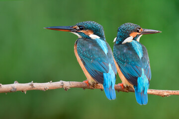 pair of turquoise blue with long bills and sharp eyes perching together on wooden branch in stream over green background, common kingfisher