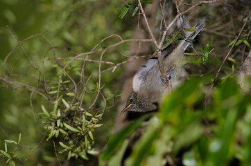 Bellbird Anthornis melanura. Female. Taieri River Scenic Reserve. Otago. South Island. New Zealand.