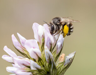White banded Digger Bee