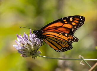 African Monarch Butterfly