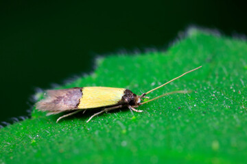 Lepidoptera moths inhabit wild plants in North China