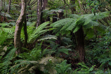 Rainforest with golden tree fern Dicksonia fibrosa to the right. Taieri River Scenic Reserve....