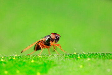 Flies inhabit wild plants in North China