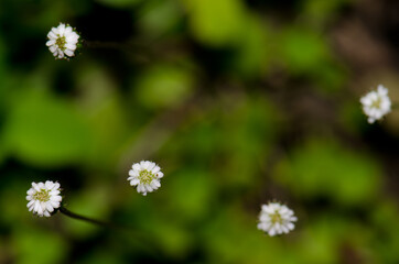 Wild flowers in Taieri River Scenic Reserve. Otago. South Island. New Zealand.