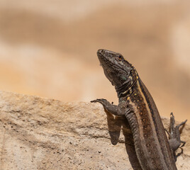 Lizards, close-up