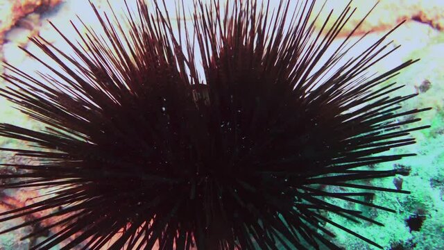 Black sea urchin Echinothrix diadema on seabed of natural sea aquarium. Close up macro video. Amazing, beautiful world. Relax diving.