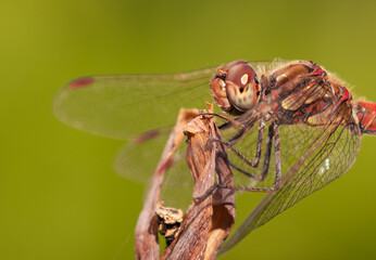 Common Darter Dragonfly