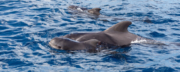 Obraz premium Pilot Whales: mother and calf