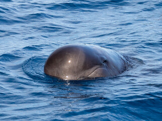 Pilot Whale showing mouth and eye