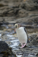 Fototapeta premium Yellow-eyed penguin Megadyptes antipodes. Curio Bay. Southland. South Island. New Zealand.