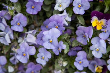 Blooming pansies in the garden.