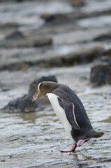 Yellow-eyed penguin Megadyptes antipodes. Curio Bay. Southland. South Island. New Zealand.