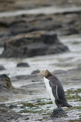 Yellow-eyed penguin Megadyptes antipodes. Curio Bay. Southland. South Island. New Zealand.