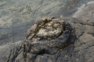 Fossilized tree in Curio Bay. The Catlins. Southland. South Island. New Zealand.