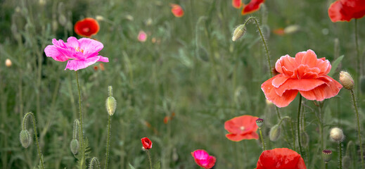 Obraz premium Pink poppy on a wonderful background. Pink, tender, air, life-giving poppy.Blooming pink poppy against a green grass.The magic of flowers on the lawn.Unusual color poppy.