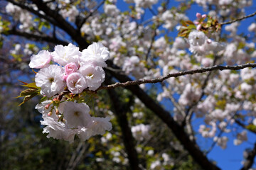 八重桜 白い花アップ