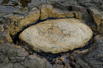 Fossilized tree in Curio Bay. The Catlins. Southland. South Island. New Zealand.