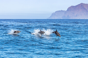 Dolphins playing in waves © David