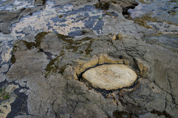 Fossilized tree in Curio Bay. The Catlins. Southland. South Island. New Zealand.