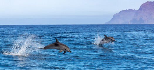 Dolphins playing in waves