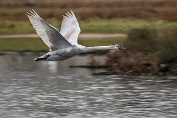 Young swan practicing flying