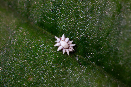 coccidae insect habitat on wild plants, North China