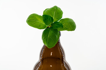 Basilikum in der Flasche