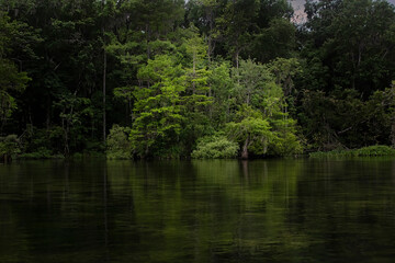 Fototapeta na wymiar Lush Vegetation Along the Wakulla River