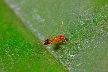 Ants on wild plants, North China