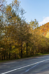 Fototapeta premium Autumn mountain landscape - yellowed and reddened autumn trees combined with green needles on the side of a small road. Colorful autumn landscape scene in the Ukrainian Carpathians.