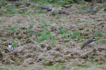 Spur-winged plovers Vanellus miles novaehollandiae. The Catlins. Otago. South Island. New Zealand.