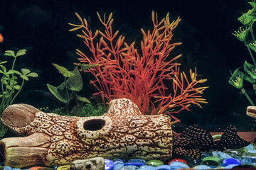 Sucker cleaner Ancistrus fish in aquarium. Female catfish hiding in a hollow driftwood.