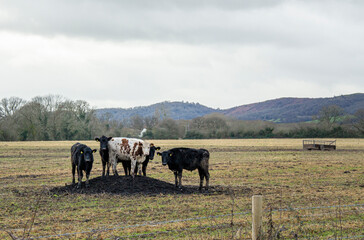 Naklejka na ściany i meble Cows grazing in a wet muddy field near the Malvern Hills Worcestershire UK
