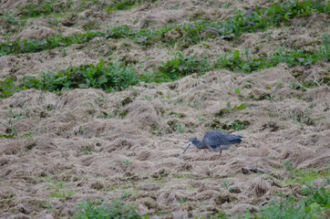 White-faced heron Egretta novaehollandiae capturing a prey. The Catlins. Otago. South Island. New Zealand.