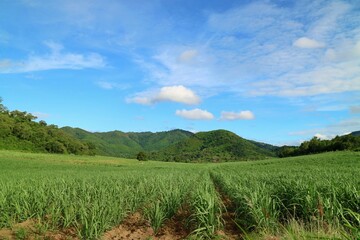 Beautiful view of farmland with sugar cane in the cane fields with mountain background. Nature and agriculture concept.