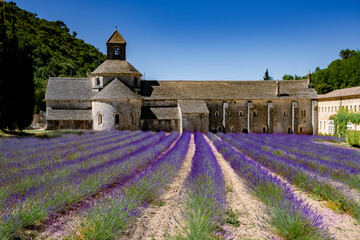 Senanque Abbey Gordes Provence Lavender fields Notre-Dame de Senanque, blooming purple-blue...