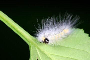 Lepidoptera larvae on wild plants, North China