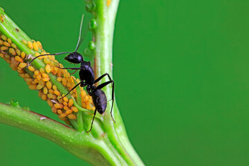 The Japanese bowback ant beats aphids and sucks the honeydew secreted by aphids