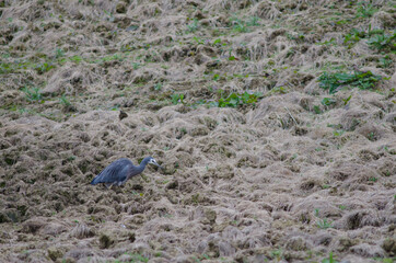 White-faced heron Egretta novaehollandiae searching for food. The Catlins. Otago. South Island. New Zealand.