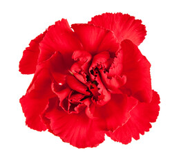 Blooming carnation flower isolated on white background