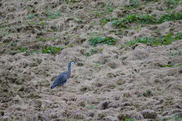 White-faced heron Egretta novaehollandiae. The Catlins. Otago. South Island. New Zealand.