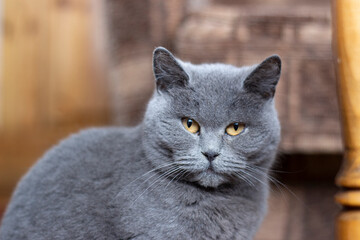 British gray cat. Portrait of a pet sitting in the room.