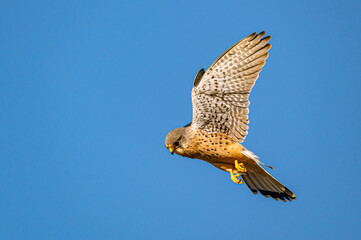 Male kestrel bird of prey, Falco tinnunculus, hovering hunting for prey