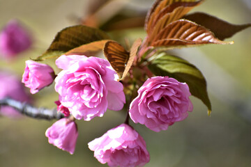 カンザン 里桜 ピンクの花アップ